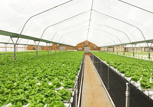 應用土壤水分測定儀種植蔬菜有哪些好處