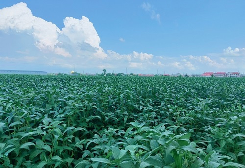 土壤養分速測儀助力大豆增產