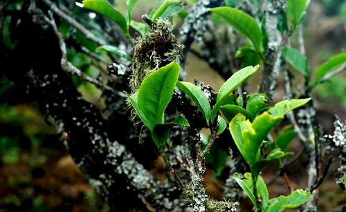 土壤分析儀分析土壤助力農業科學管理