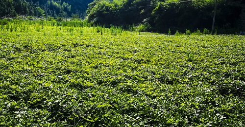 土壤養分速測儀是什么儀器設備？它是如何指導中藥材種植施肥