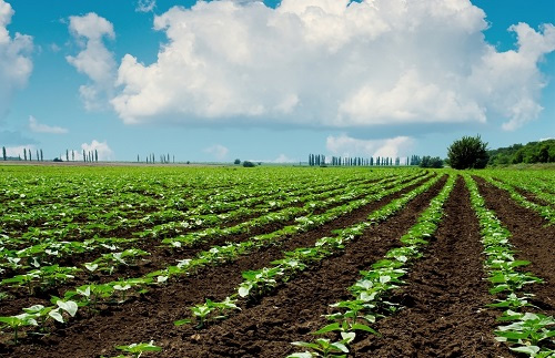 測土配方施肥,如何進行土樣采集?