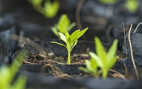 土壤養分檢測儀土壤中養分含量對作物的影響有哪些