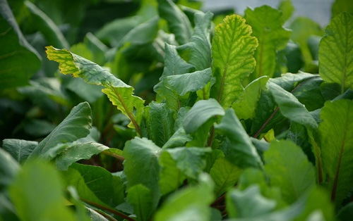 土壤養分測試儀改善大棚蔬菜肥害