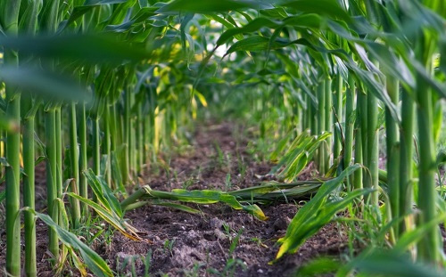 土壤養分速測儀輕松提升土壤肥力效果