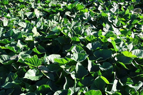 土壤養分檢測儀助力傳統農業實現科學生產