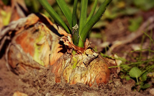 土壤養分檢測儀的應用有助于科學合理的施肥