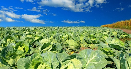 土壤水分溫度鹽分測定儀在降解土壤鹽害方面的應用