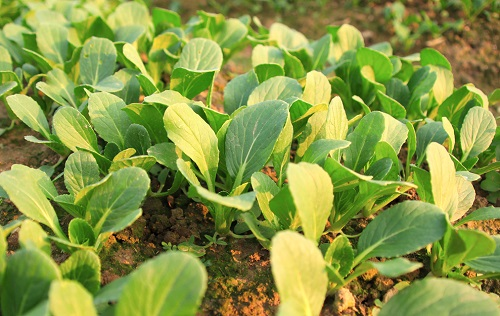 土壤養分速測儀：正確用肥減少作物病害