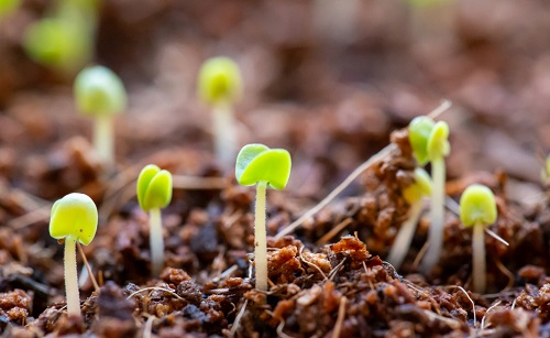 土壤測試儀指導有機肥的正確使用