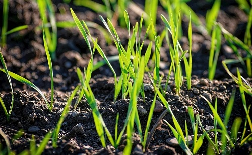 土壤水分測定儀：在最適合的時間給麥田補水