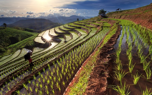 土壤水分速測儀：定位種植區域土壤墑情