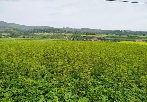 土壤水分測定儀降低藥材種植施水難度