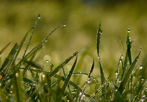 現代種植業的科學手段---土壤墑情測試儀給灌溉提供數據支持