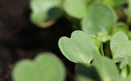 針對性地改良，土壤養分檢測儀辨別土壤性質