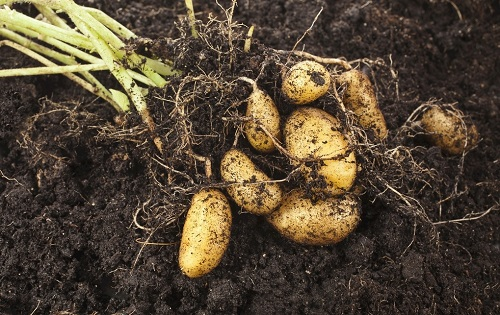 土壤水分溫度測定儀在馬鈴薯科學栽培中的應用