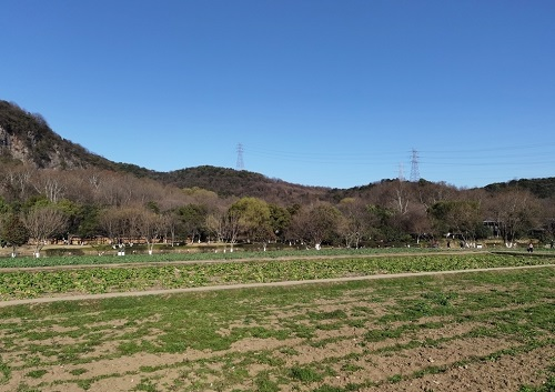 土壤測試儀在土壤肥力恢復中的應用