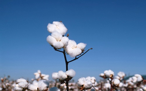 土壤墑情測定儀保障棉花安全生產