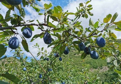 果園管理技術提升之土壤水分溫度速測儀