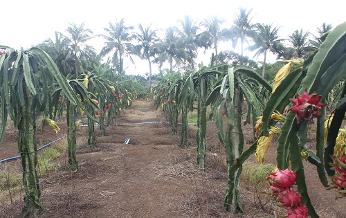 土壤水分測量儀在火龍果指導灌溉中的應用