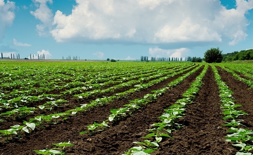 利用土壤水分測定儀把握精準的作物灌溉時機