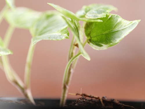 除了提高施肥效率，土壤養分測定儀可以減少蔬果中化學殘留物