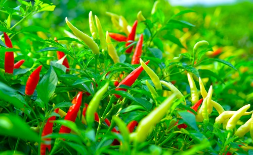 如何滿足作物生長期的水分需求？土壤水分測定儀輕松搞定