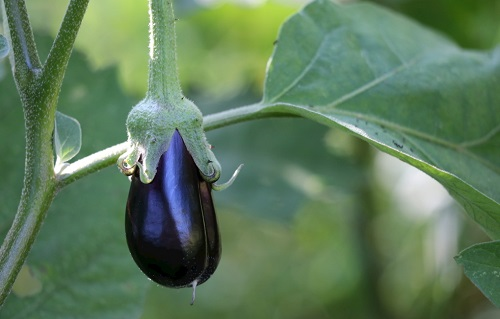 土壤養分測定儀是種植高品質蔬菜的必備單品