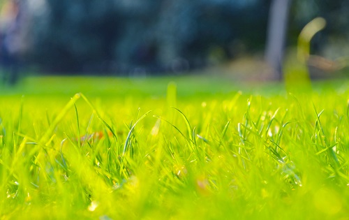 快速土壤水分測定儀讓草坪草更綠、更美
