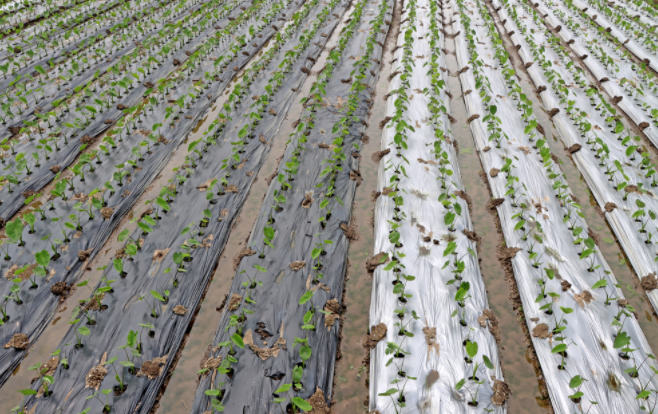 土壤水分速測儀的主要優勢分析是什么？