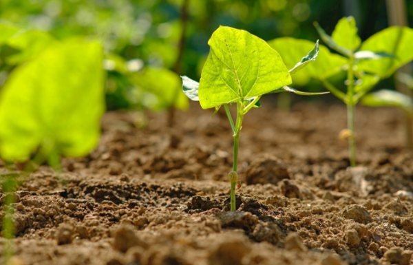 準確了解士壤性質的重要手段（土壤硬度計）介紹