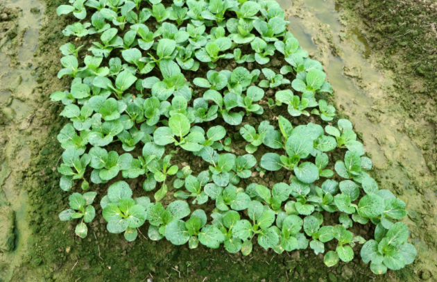 快速士壤水分溫度測定儀的應用領域介紹
