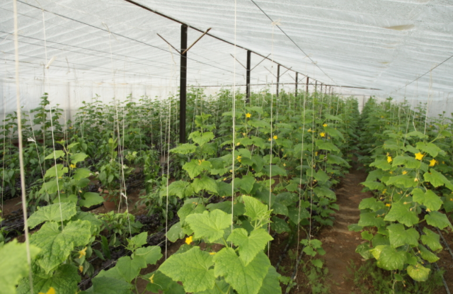 土壤水分測定儀對提升蔬菜種植質量有什么好處