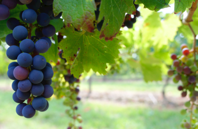 土壤養分分析儀解決果農施肥難題（果農施肥的三大弊端）