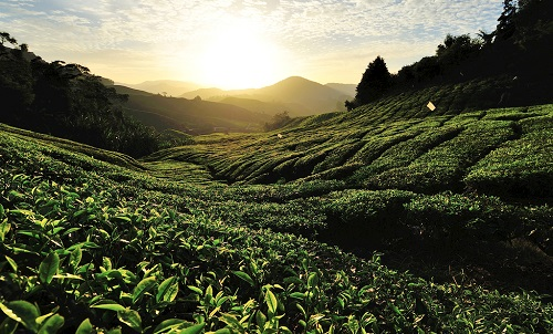 土壤氮磷鉀檢測儀是什么，它的作用是怎樣的