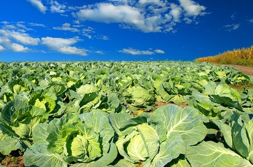 便攜式土壤重金屬分析儀將向智能化方向發展