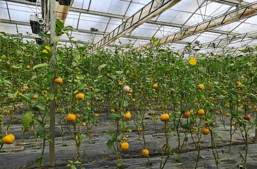 土壤緊實度對植物生長和作物產量形成有什么影響？