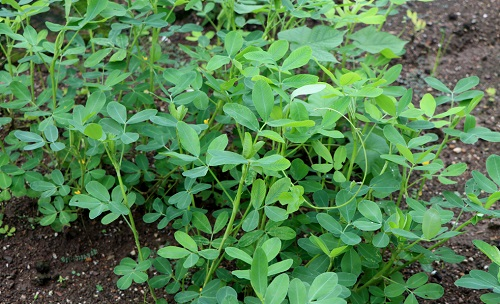 拔果子的日子到了！花生大豐收離不開土壤養分檢測儀的檢測