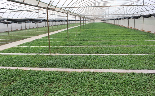 土壤水分快速測(cè)定儀教你如何在大棚澆水