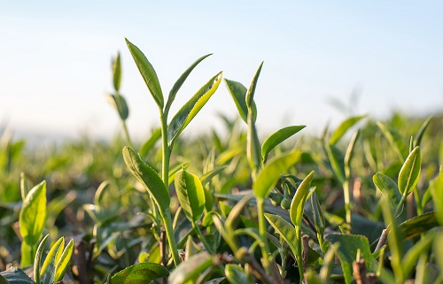 自動(dòng)土壤水分檢測(cè)儀的應(yīng)用了解水分變化情況