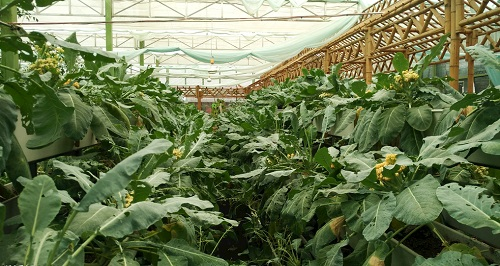 大棚土壤鹽漬化會(huì)對(duì)蔬菜種植（根、葉、果）帶來(lái)哪些危害？