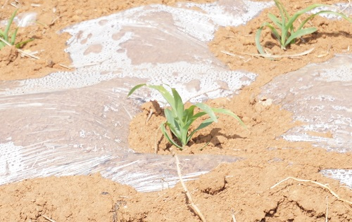 多樣品檢測(cè)儀--使用土壤養(yǎng)分測(cè)定儀讓施肥工作更科學(xué)