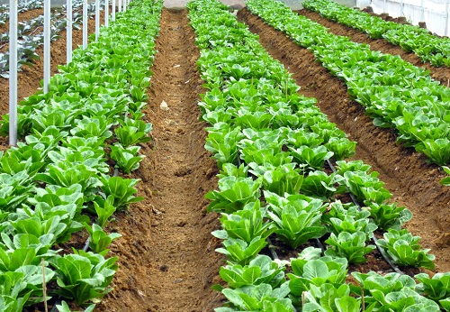 土壤溫濕度速測(cè)儀-土壤水分溫度速測(cè)儀/功能介紹