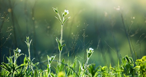 土壤墑情監測站的作用是什么（為何大規模推廣的土壤墑情監測站？）