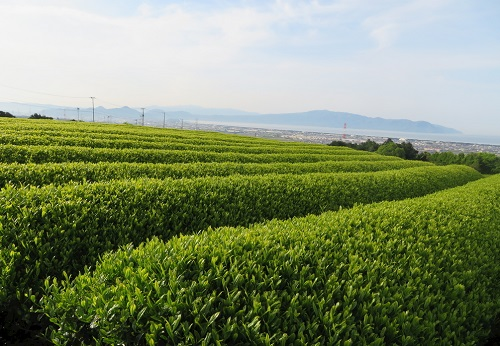 【LD-GT2】土壤養分測試儀—一款功能強大的土壤檢測儀