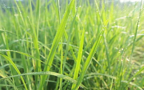 土壤檢測儀已經被廣泛應用（土壤水分檢測儀的突出性能）