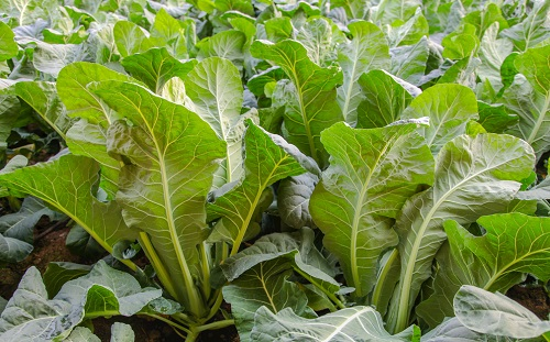 土壤水分速測儀改善作物品質和產量（作物根部是如何吸收土壤中營養元素的）