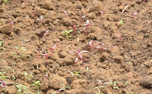 利用土壤水分儀科學和合理灌溉，節約可貴的水資源