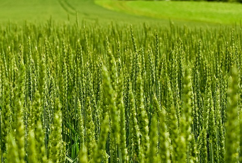 土壤養分檢測儀測試技術推進農業智慧化發展