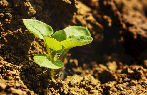 土壤養分速測儀的工作原理是什么？土壤養分速測儀的特點