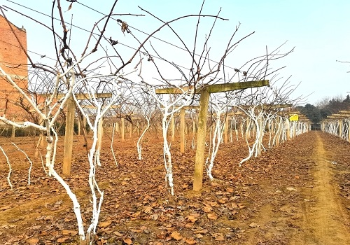 利用土壤養分檢測儀為農業測土配方施肥提供參考數據